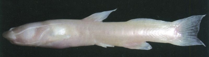 Proliobagrus dorsalis