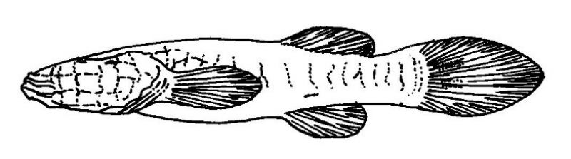 Troglichthys rosae