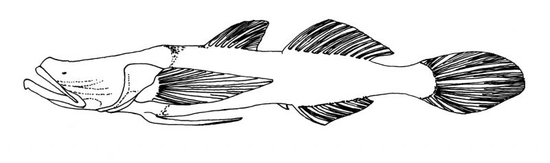 Glossogobius ankaranensis