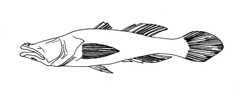 Typhleotris pauliani