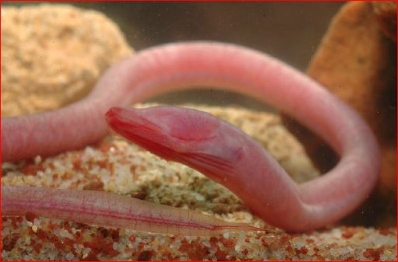Ophisternon candidum
