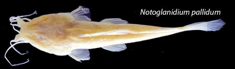 Notoglanidium pallidum