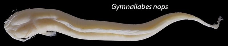 Gymnallabes nops