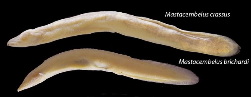 Mastacembelus crassus