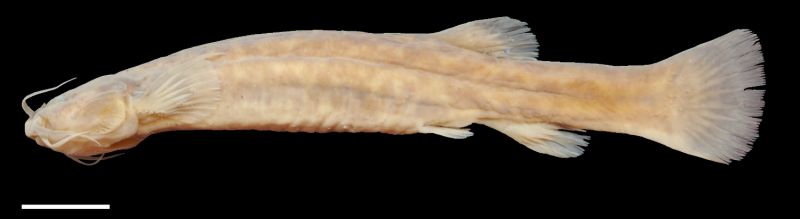 Trichomycterus undescribed species 5