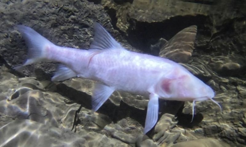 Neolissochilus pnar
