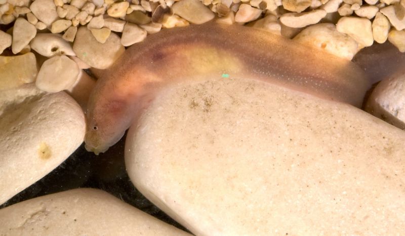 Gouania pigra