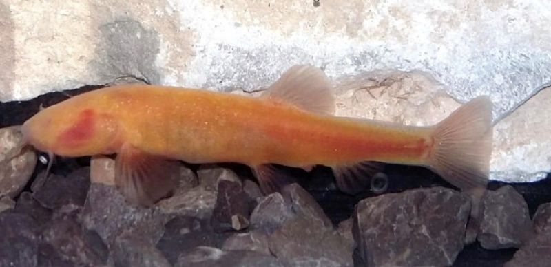 Paracobitis starostini