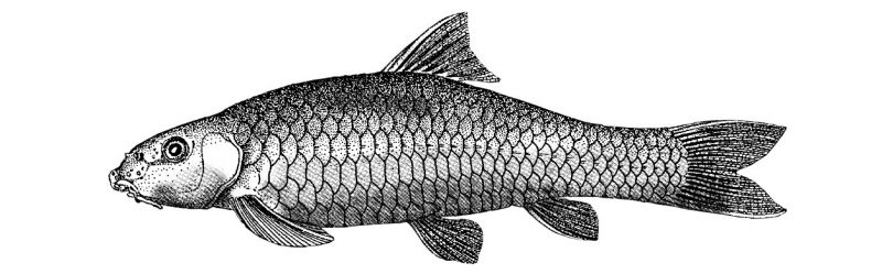 Garra cavernicola